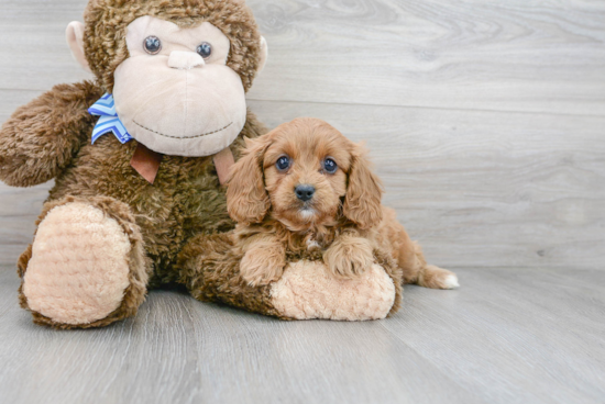 Cavapoo Puppy for Adoption