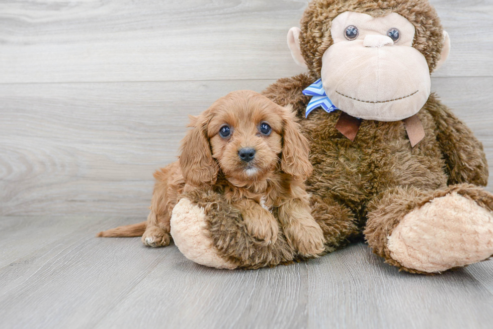 Best Cavapoo Baby