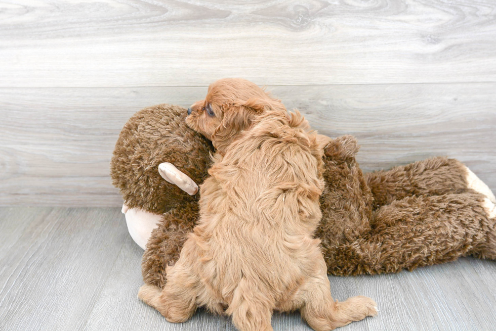 Cavapoo Pup Being Cute