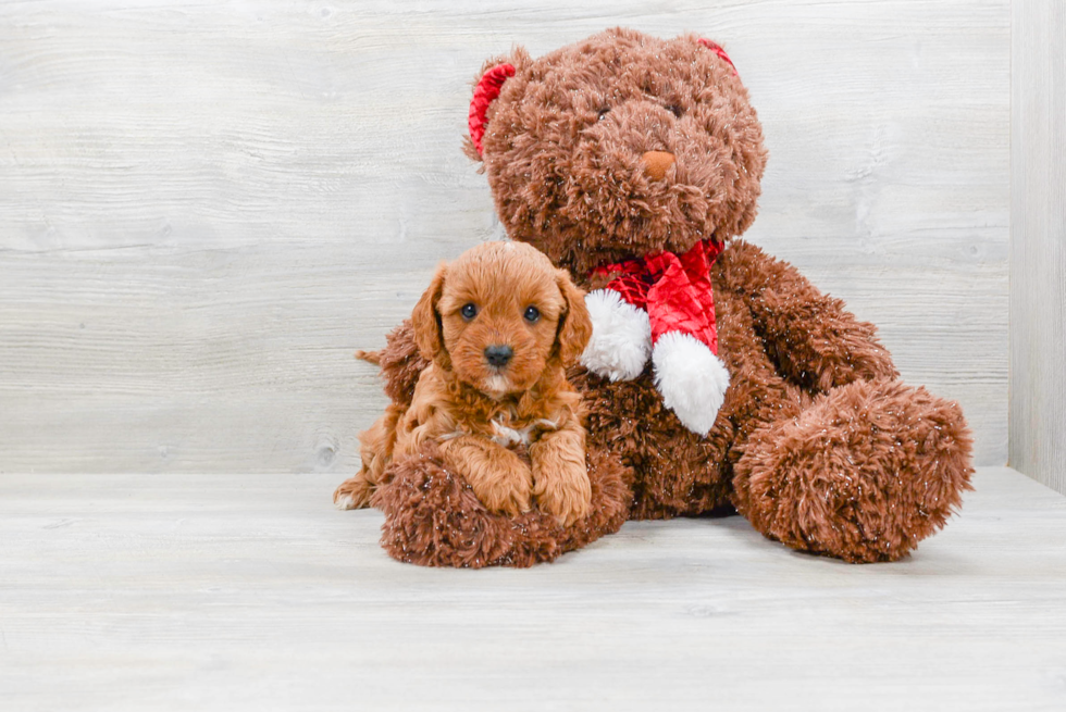 Cavapoo Pup Being Cute