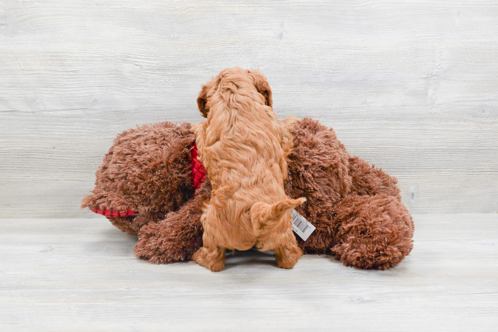 Fluffy Cavapoo Poodle Mix Pup