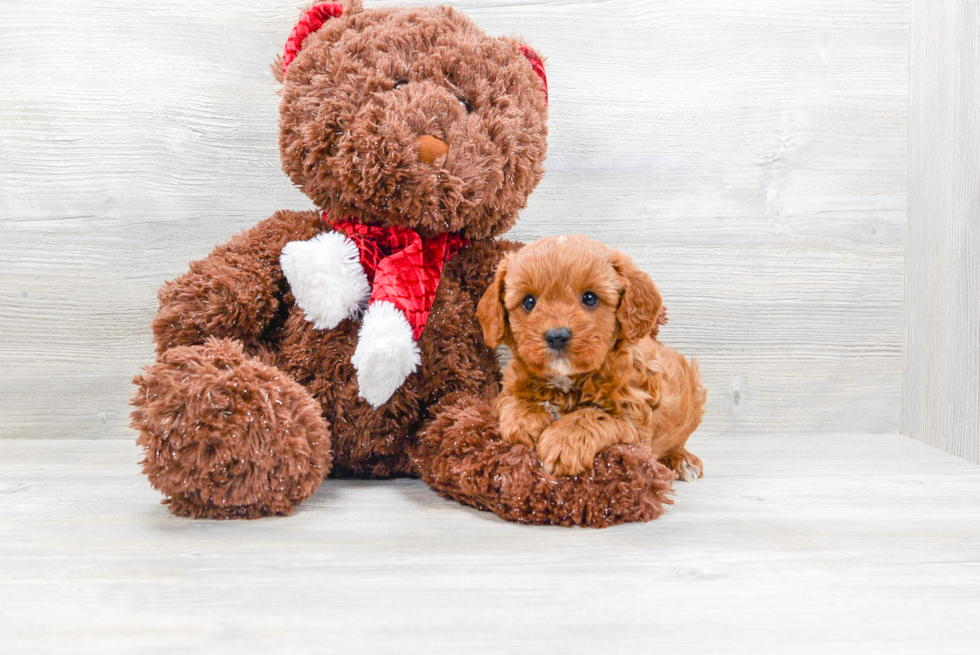 Cavapoo Pup Being Cute