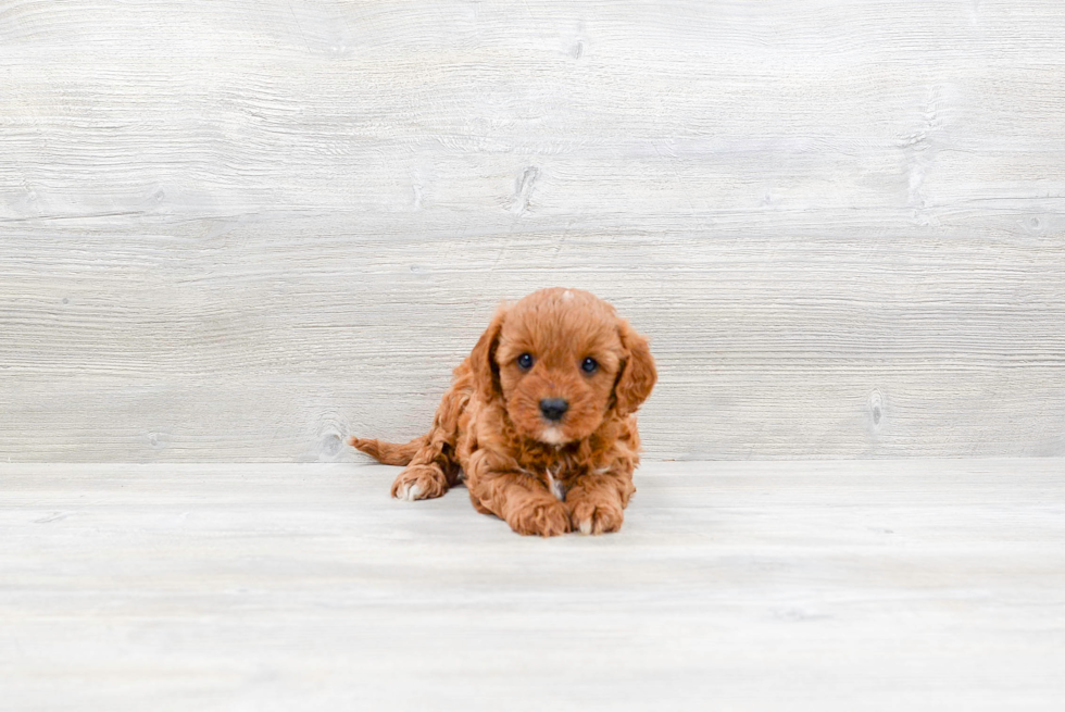 Friendly Cavapoo Baby