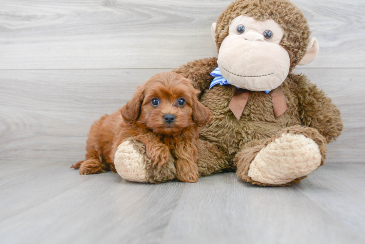 Cavapoo Puppy for Adoption