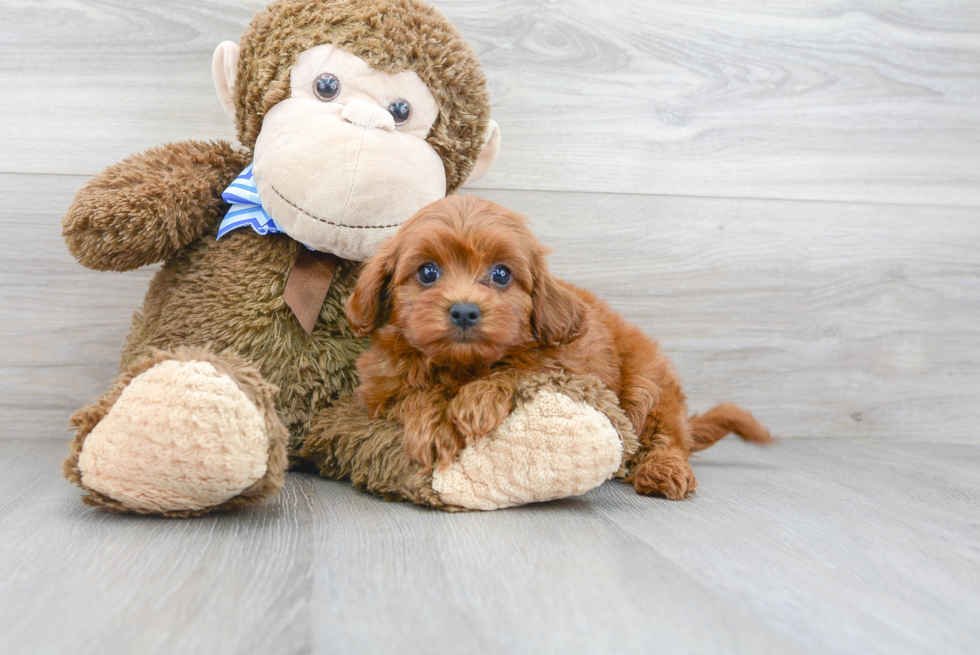 Energetic Cavoodle Poodle Mix Puppy