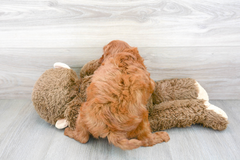 Cute Cavapoo Baby