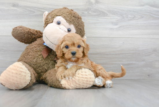 Smart Cavapoo Poodle Mix Pup