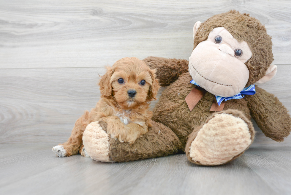 Playful Cavoodle Poodle Mix Puppy