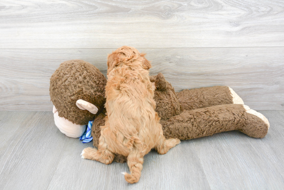 Fluffy Cavapoo Poodle Mix Pup