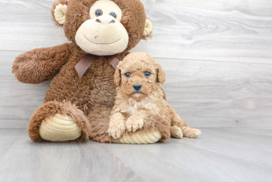 Cavapoo Puppy for Adoption