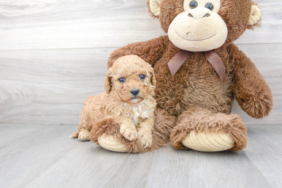 Cute Cavapoo Baby