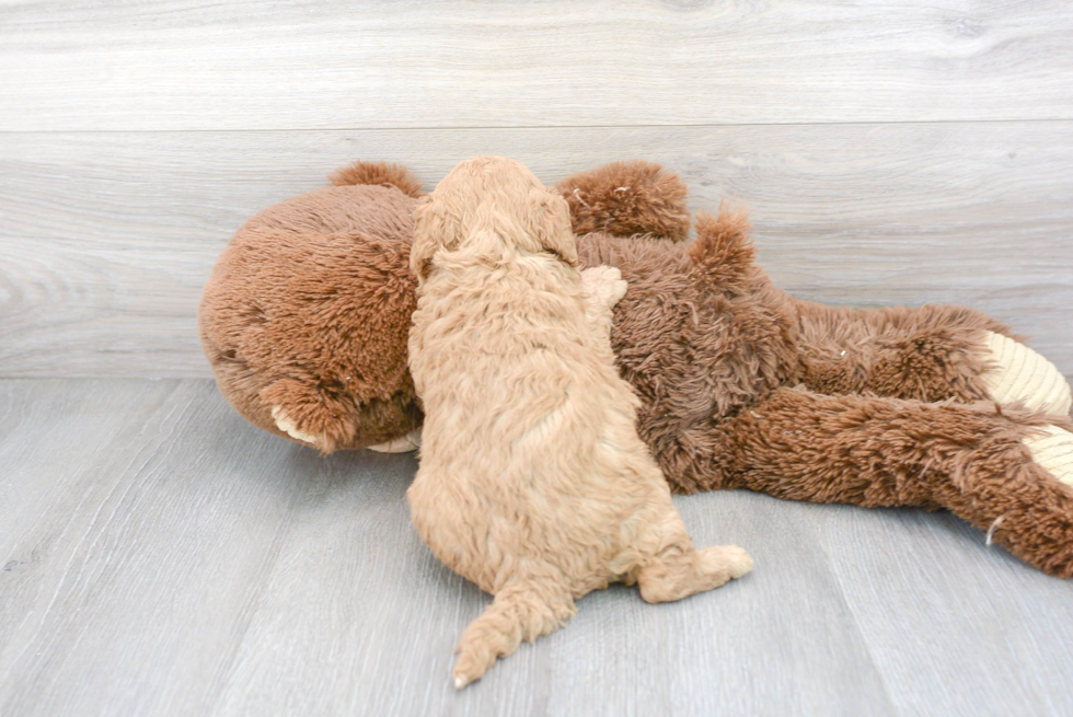 Fluffy Cavapoo Poodle Mix Pup