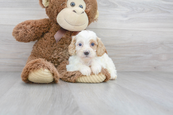 Cavapoo Puppy for Adoption