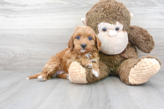 Best Cavapoo Baby