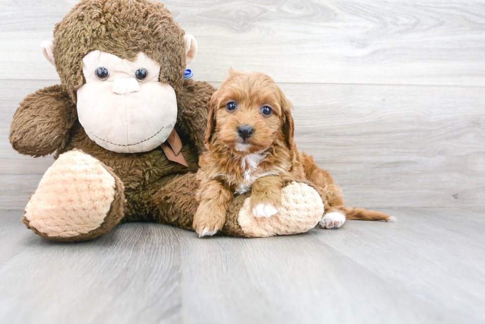 Fluffy Cavapoo Poodle Mix Pup