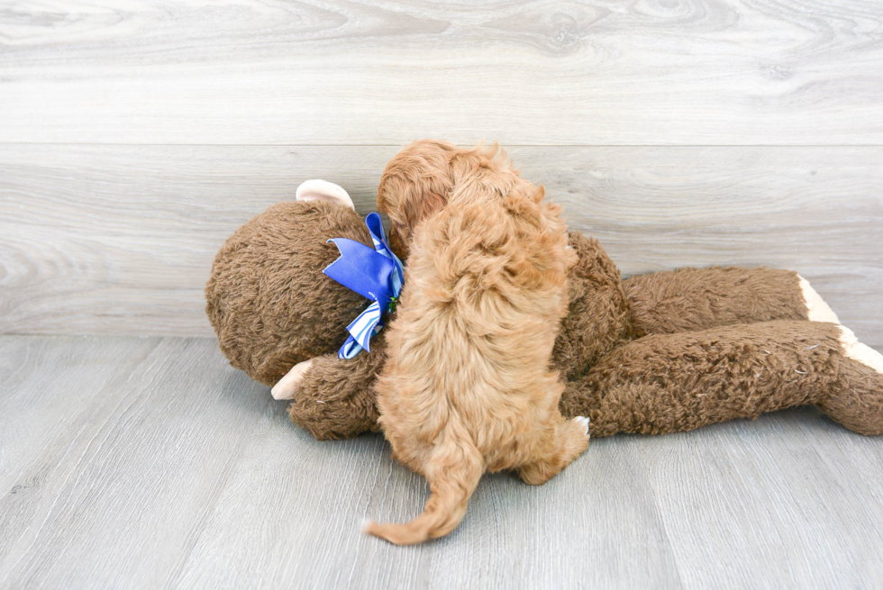 Small Cavapoo Baby