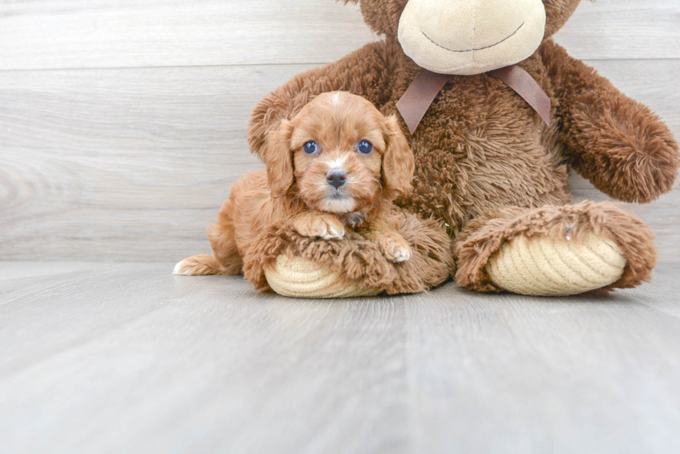 Cavapoo Puppy for Adoption