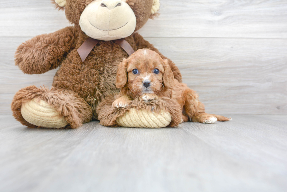 Best Cavapoo Baby