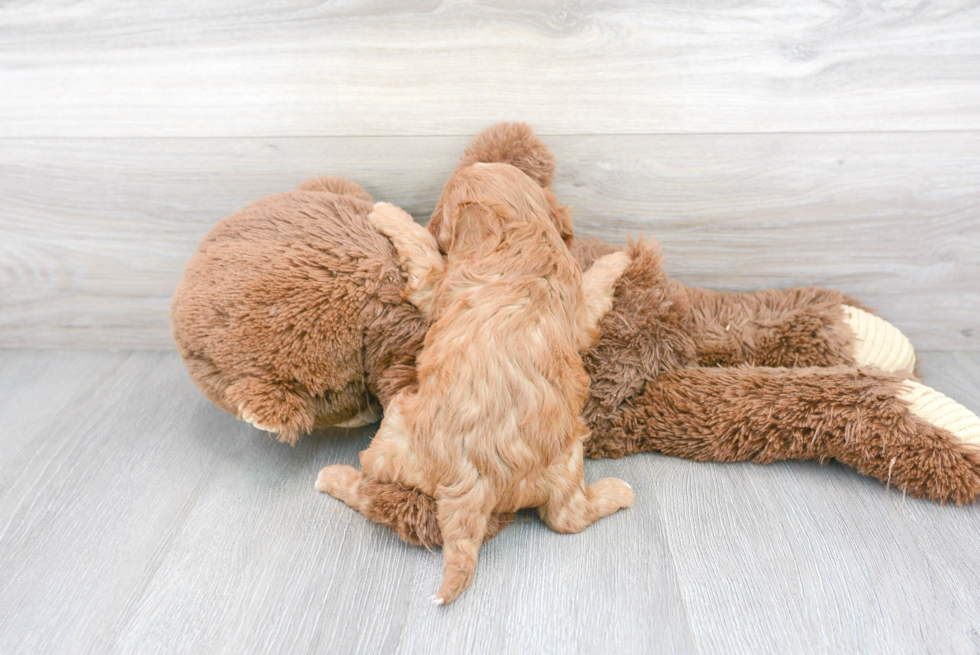 Adorable Cavoodle Poodle Mix Puppy