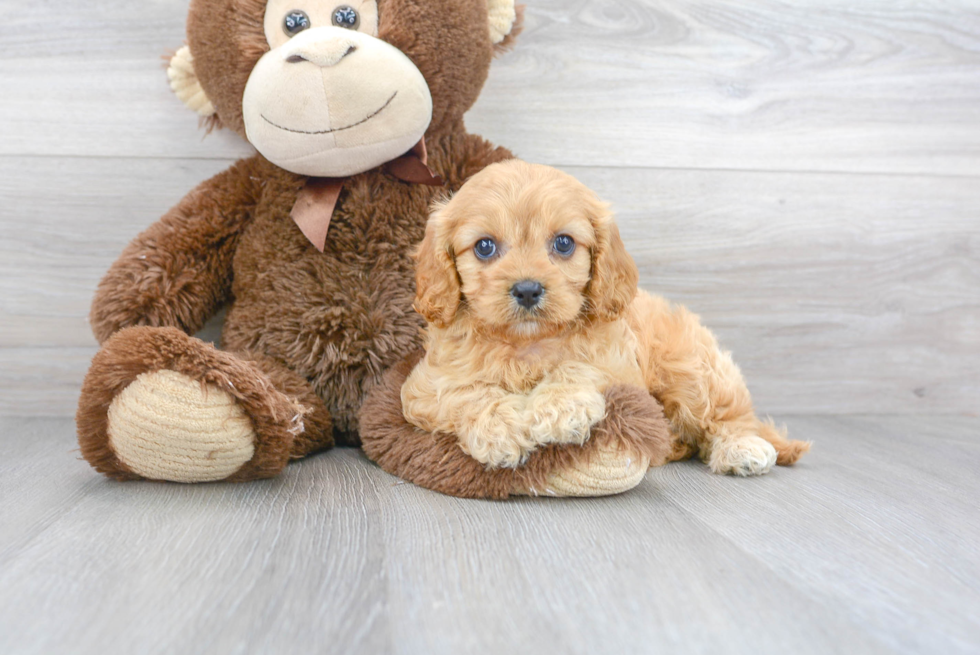 Best Cavapoo Baby