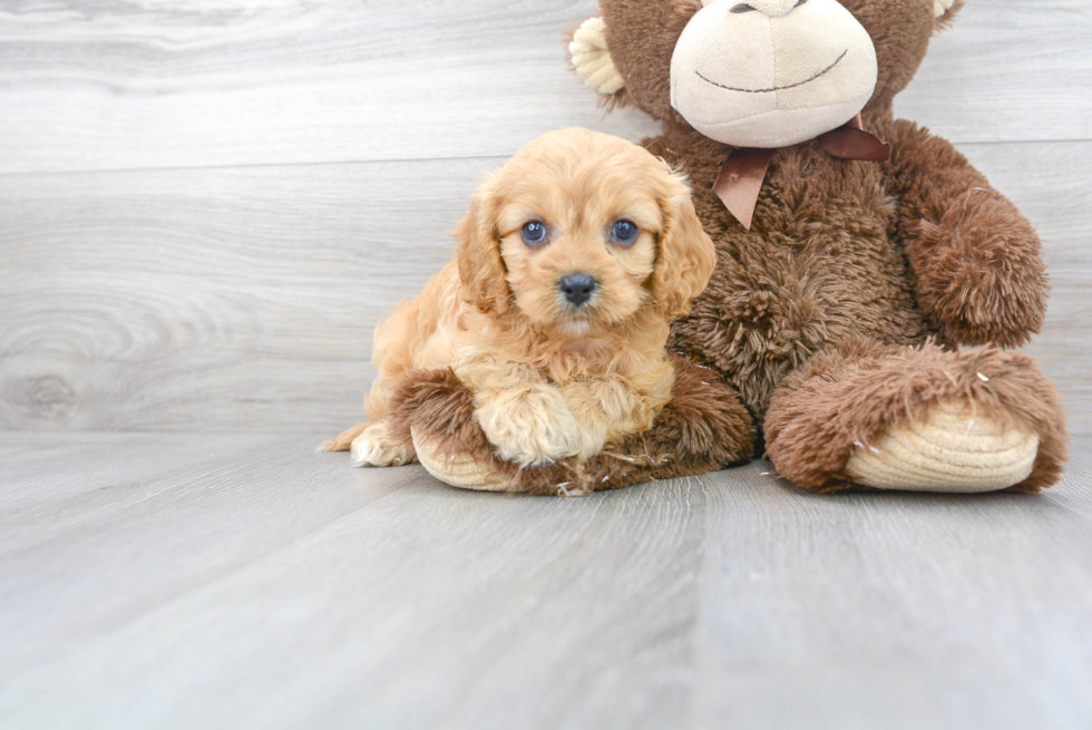 Small Cavapoo Baby