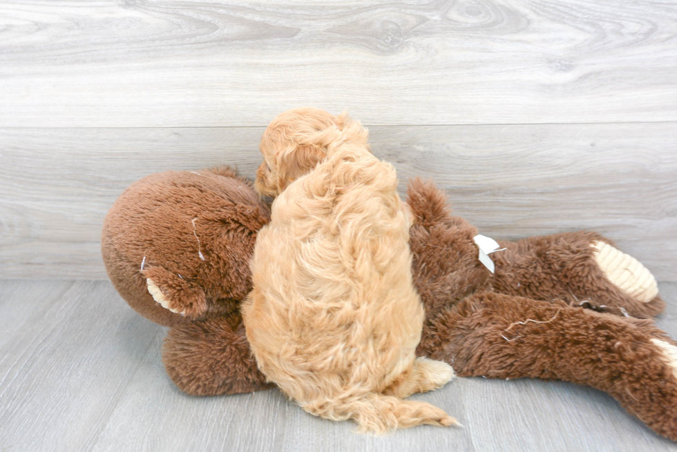 Little Cavoodle Poodle Mix Puppy