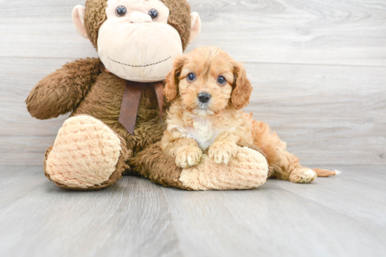 Little Cavoodle Poodle Mix Puppy