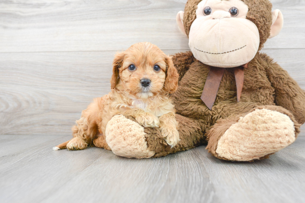 Best Cavapoo Baby