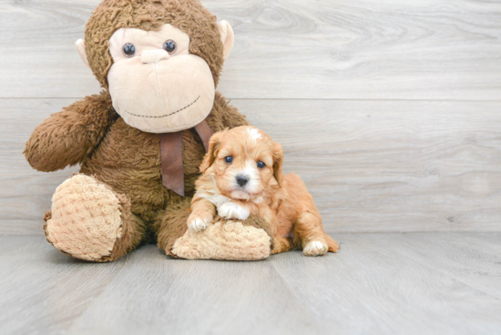 Cavapoo Pup Being Cute