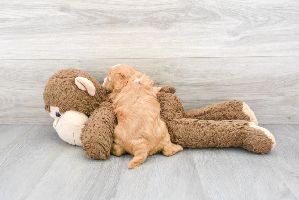 Cavapoo Pup Being Cute