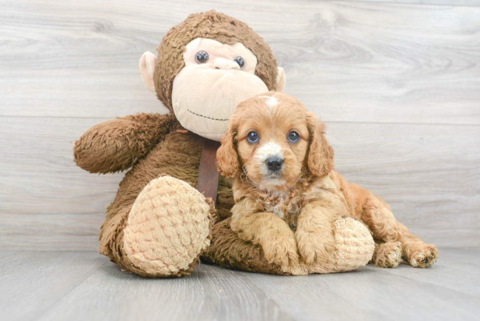 Happy Cavapoo Baby