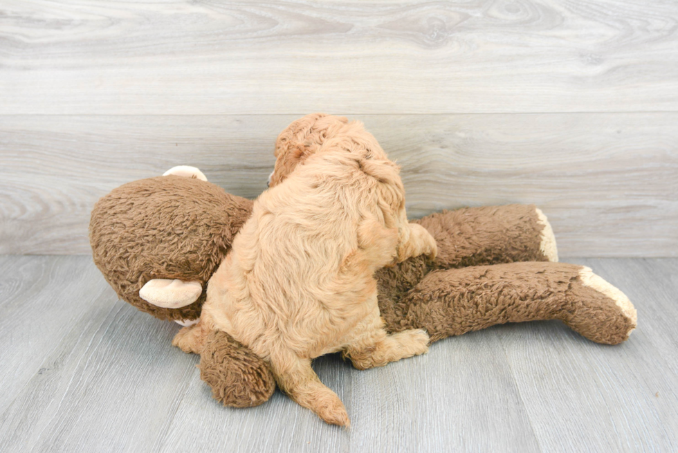 Cavapoo Pup Being Cute