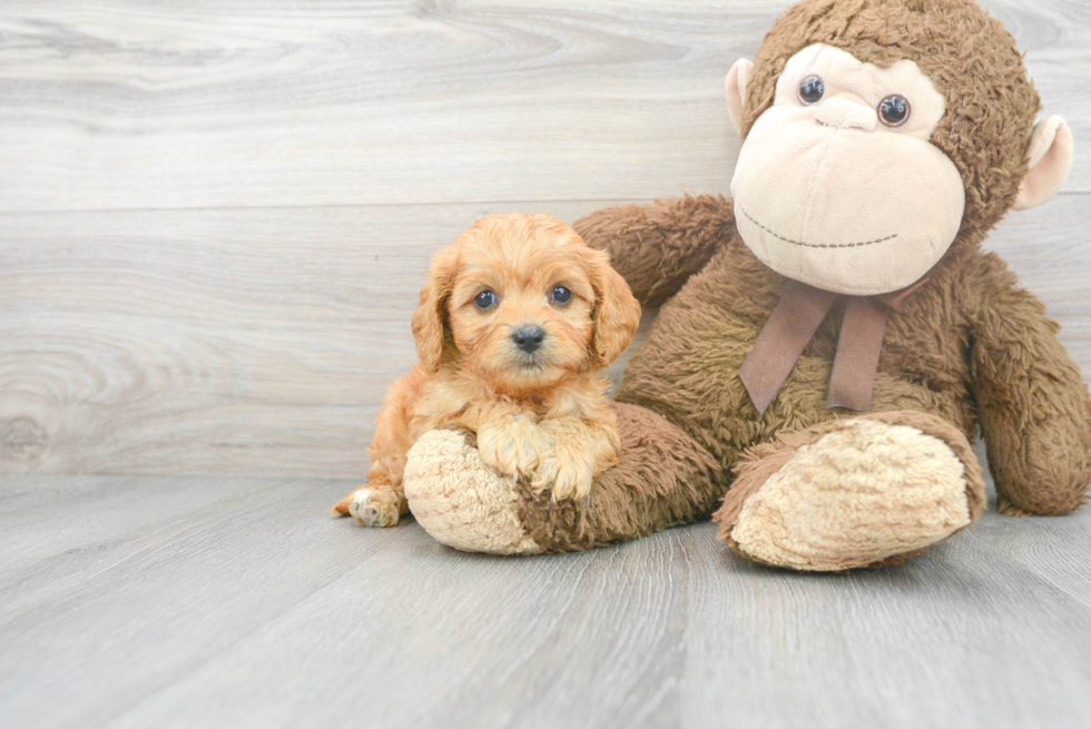 Cavapoo Pup Being Cute