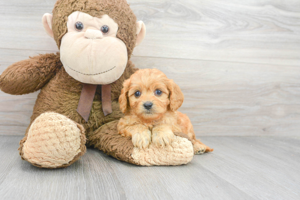 Cavapoo Pup Being Cute