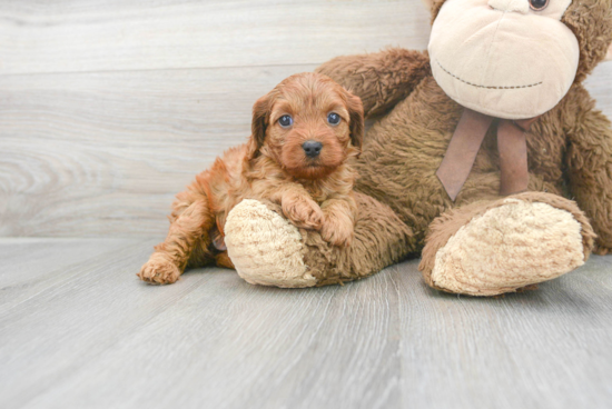 Cavapoo Pup Being Cute