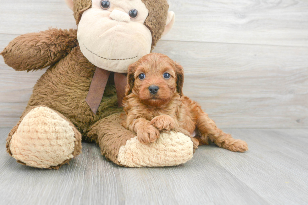 Cavapoo Pup Being Cute