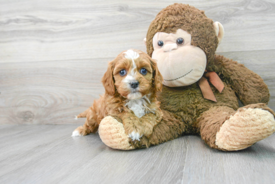 Energetic Cavoodle Poodle Mix Puppy