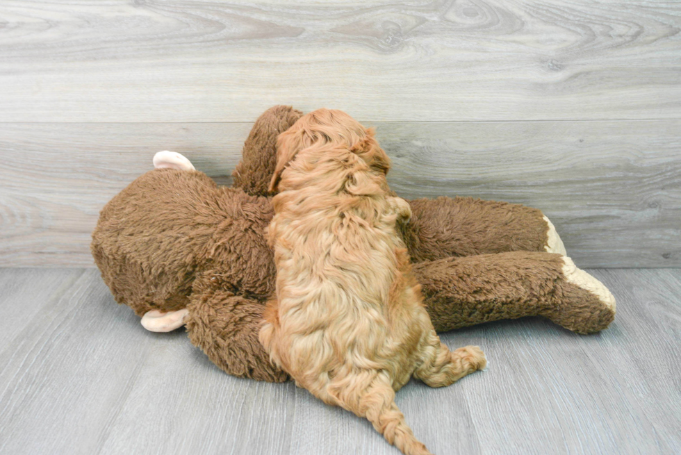 Cute Cavapoo Baby