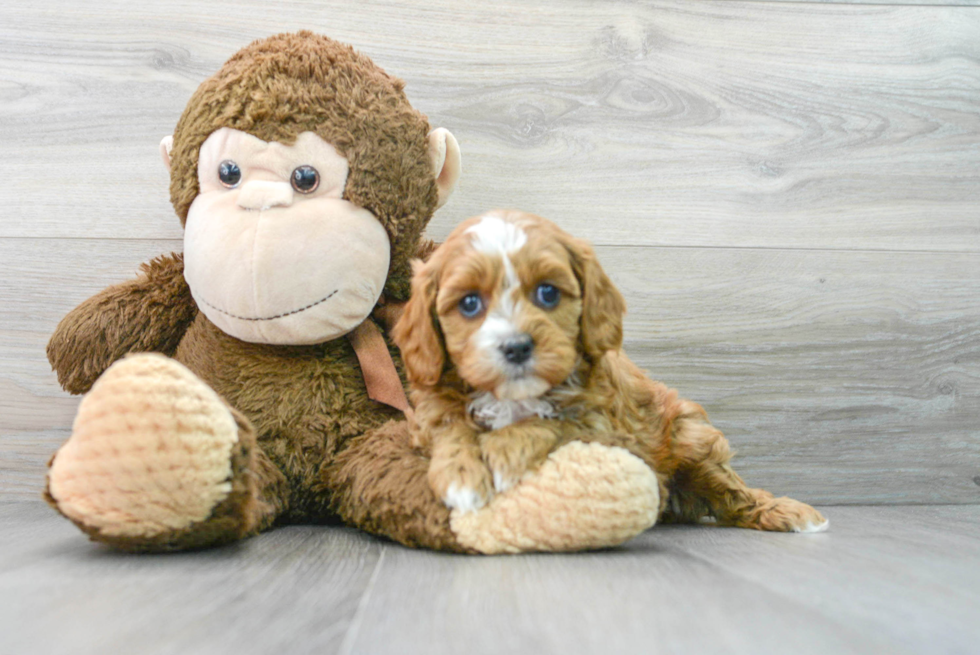 Cavapoo Pup Being Cute