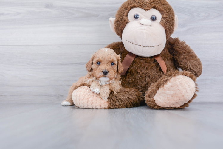 Sweet Cavapoo Baby