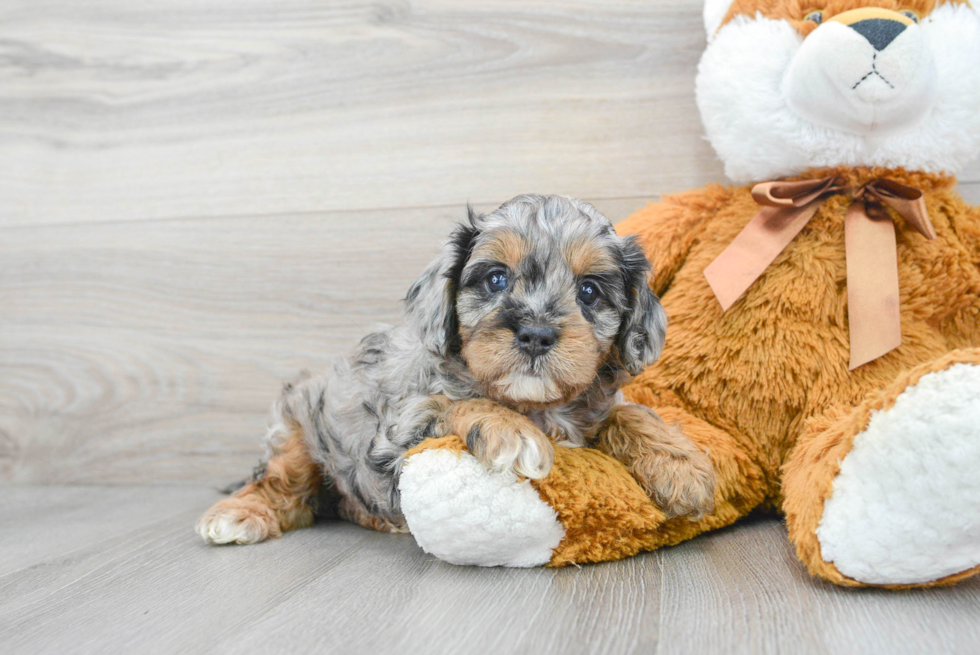 Cavapoo Puppy for Adoption