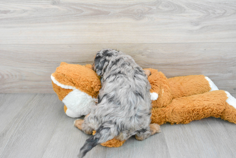 Smart Cavapoo Poodle Mix Pup