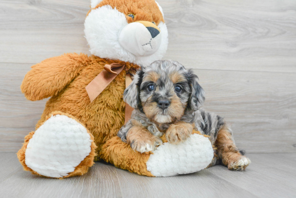 Best Cavapoo Baby