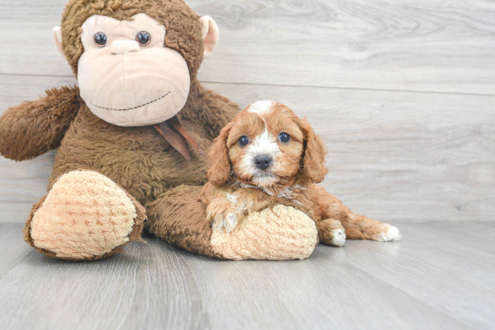 Popular Cavapoo Poodle Mix Pup