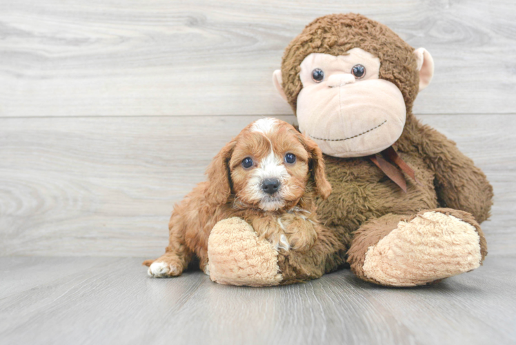 Cavapoo Puppy for Adoption
