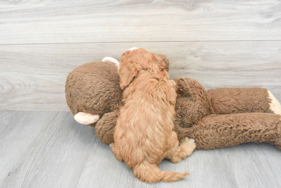Cute Cavapoo Baby