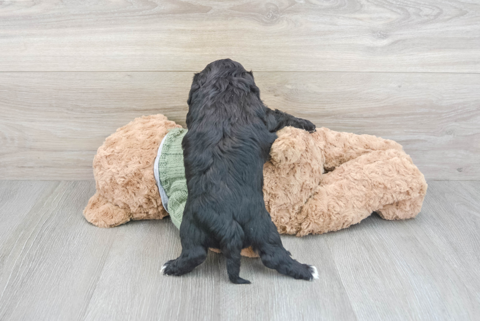 Cavapoo Pup Being Cute