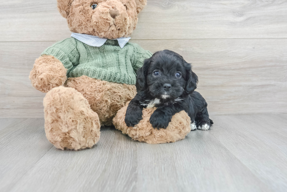 Small Cavapoo Baby