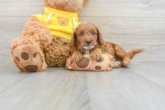 Hypoallergenic Cavoodle Poodle Mix Puppy