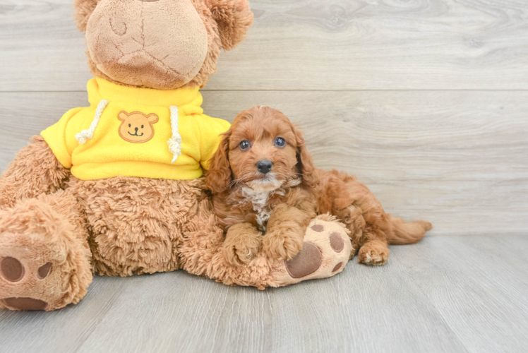 Smart Cavapoo Poodle Mix Pup